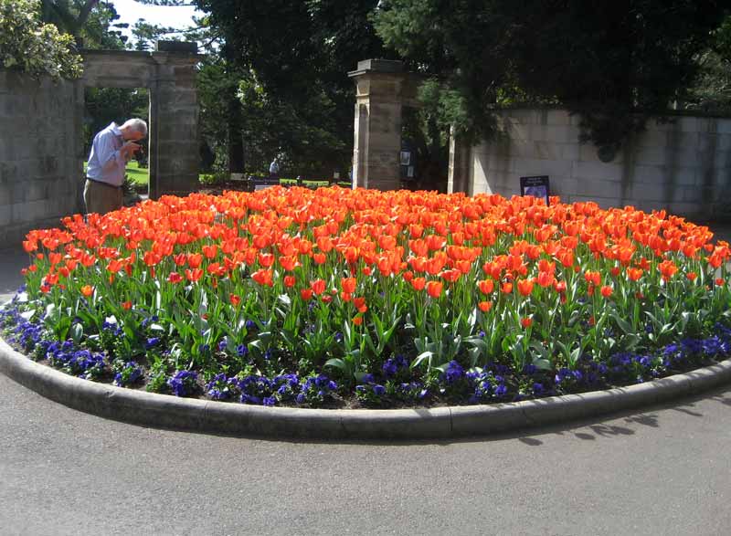 Royal Botanic Garden, Sydney are always full of colour - August is a great time to see the tulips